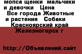 мопса щенки -мальчики и девочки › Цена ­ 25 000 - Все города Животные и растения » Собаки   . Красноярский край,Железногорск г.